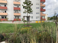 Grünfläche nach der Umgestaltung